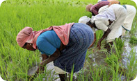 Agricultural Labour Pension